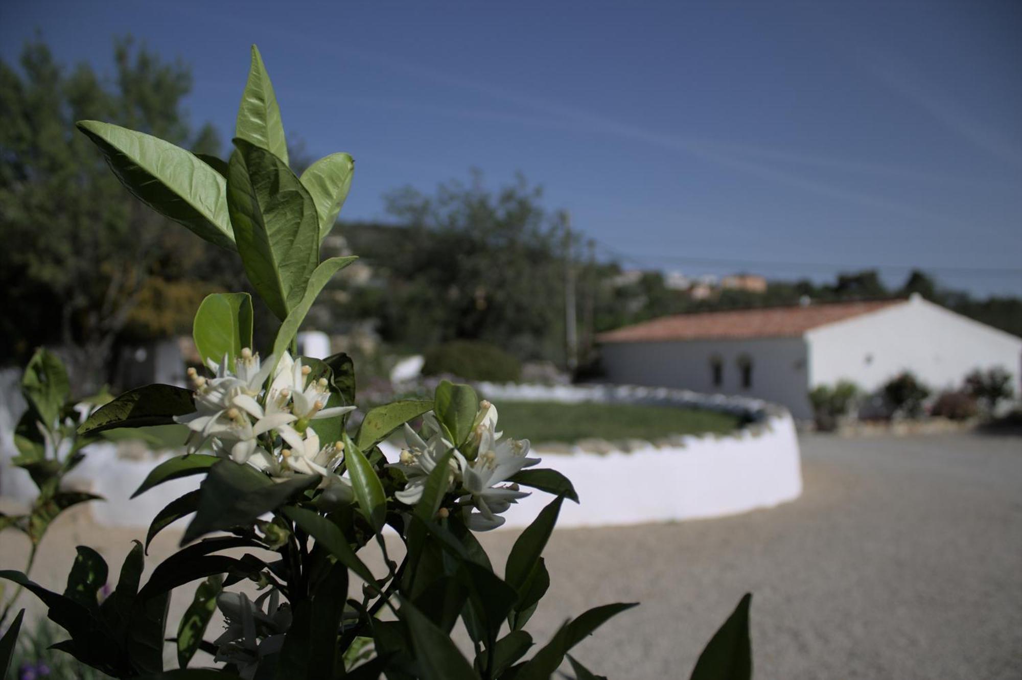 Cosy Farmhouse Quinta Da Eira 140 Years Old Loulé Exteriör bild
